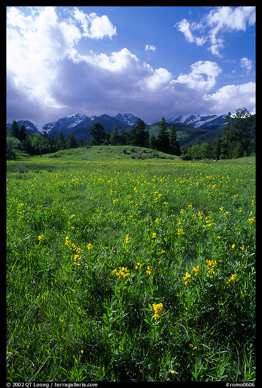 Yelloe summer flowers in Horseshoe park. Rocky Mountain National Park, Colorado, USA.