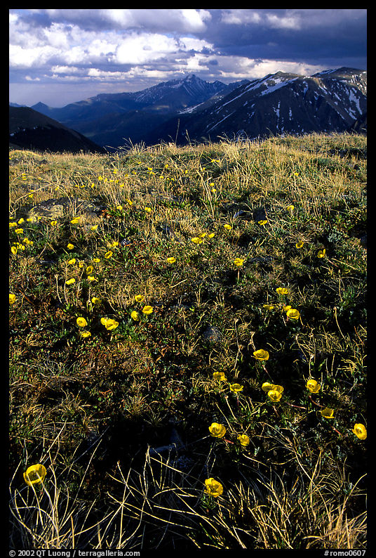 Alpine flowers on the tundra along Trail Ridge road. Rocky Mountain National Park, Colorado, USA.
