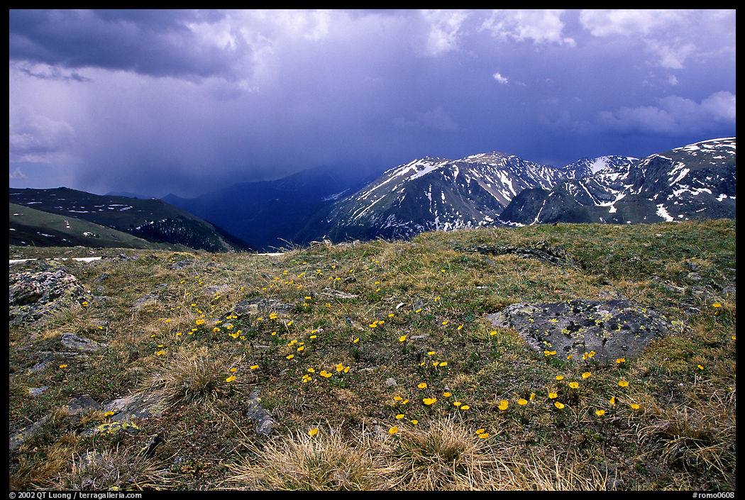 Alpine wildflowers and summer storm along Trail Ridge road. Rocky Mountain National Park, Colorado, USA.
