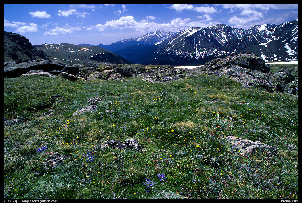 Alpine flowers on  tundra along Trail Ridge road. Rocky Mountain National Park, Colorado, USA.