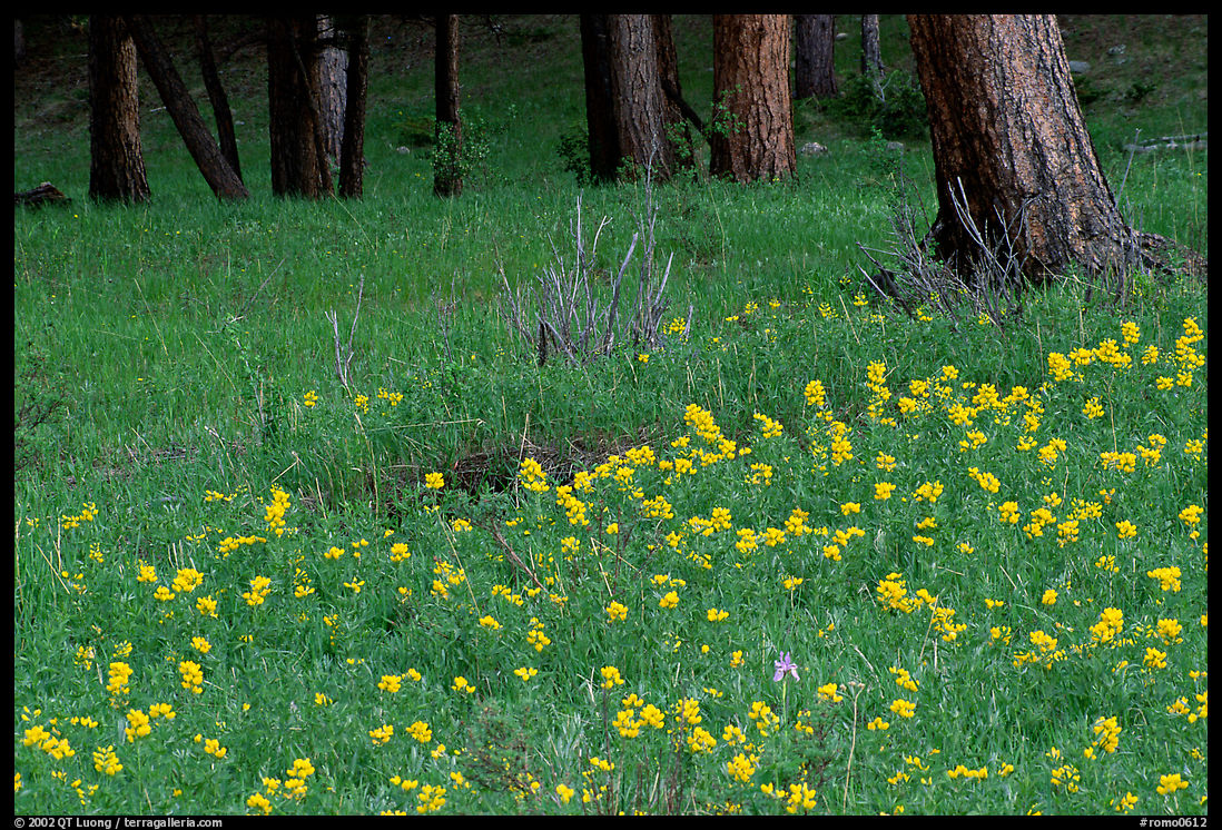 Flowers and tree trunks. Rocky Mountain National Park