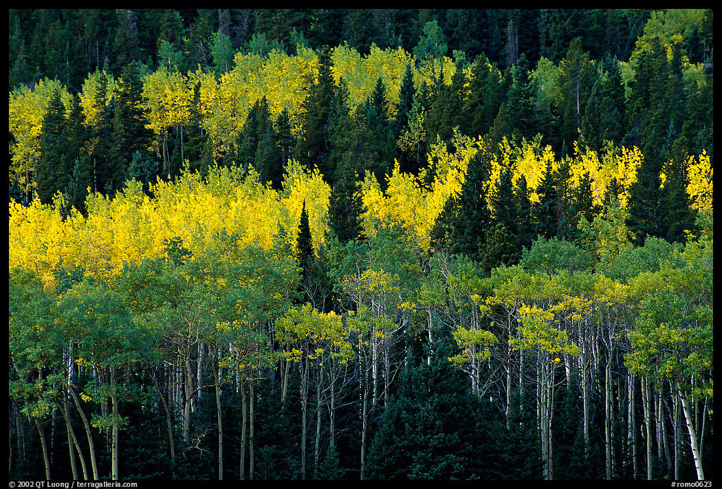 Aspens mixed with  conifers. Rocky Mountain National Park, Colorado, USA.