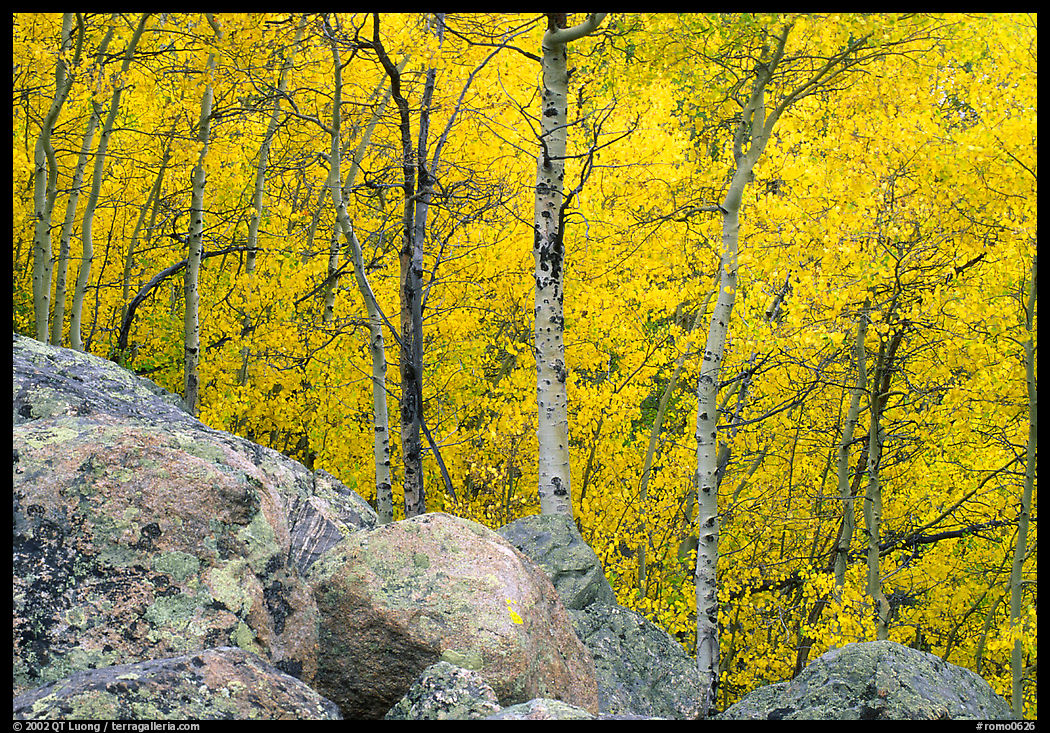Aspens in autumn foliage and boulders. Rocky Mountain National Park, Colorado, USA.