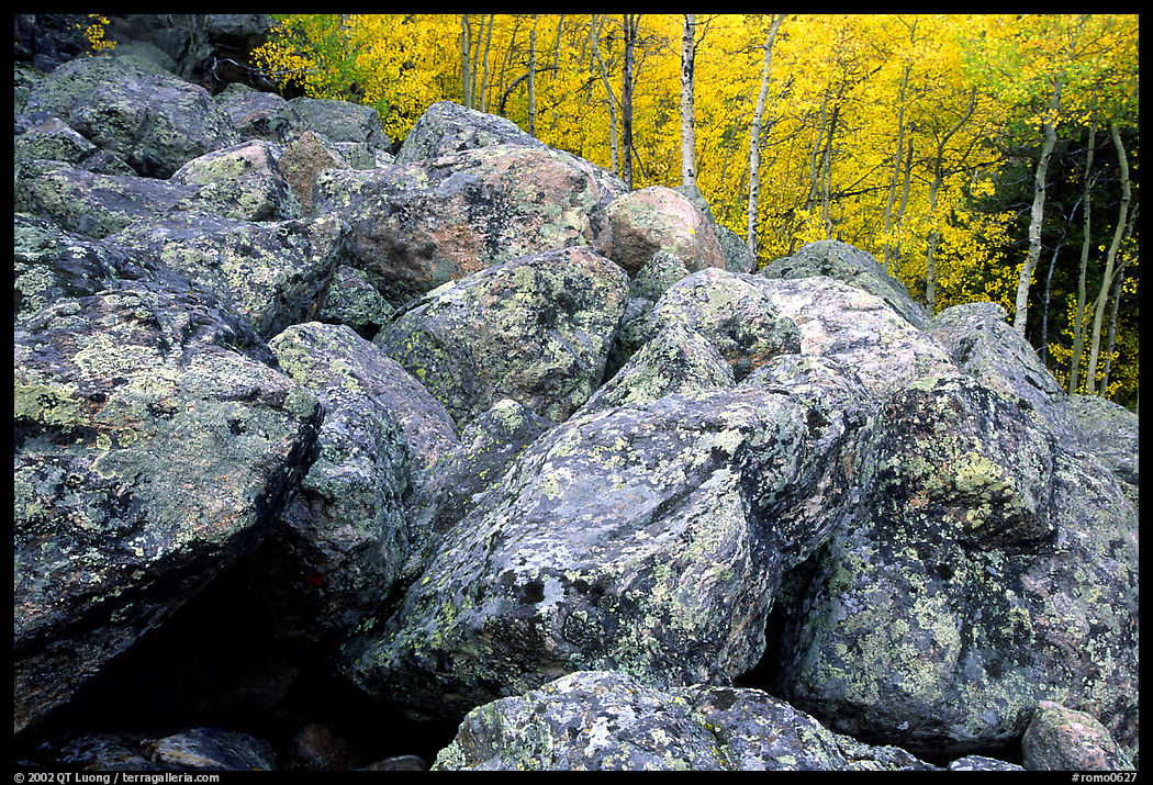 Field of large lichen-covered boulders and  aspens in fall foliage. Rocky Mountain National Park, Colorado, USA.