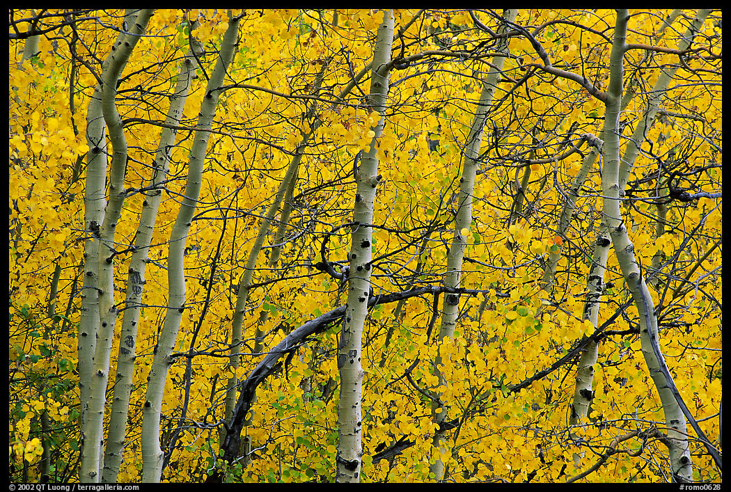 Yellow aspen foliage. Rocky Mountain National Park