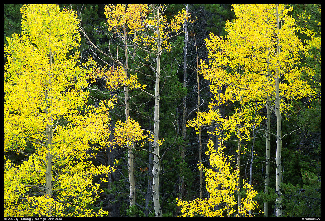 Yellow aspens in forest. Rocky Mountain National Park