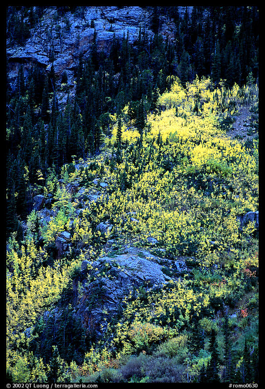 Distant view of bright aspens on mountainside. Rocky Mountain National Park, Colorado, USA.