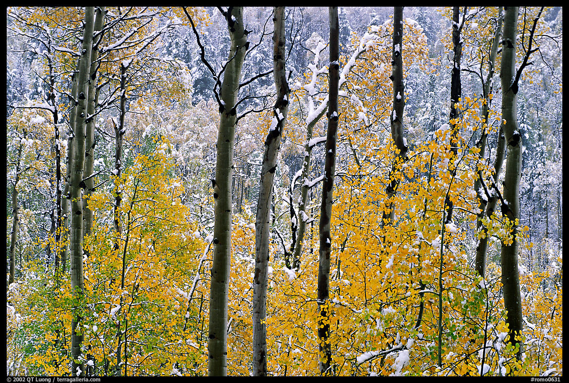 Yellow aspens with fresh snow. Rocky Mountain National Park, Colorado, USA.