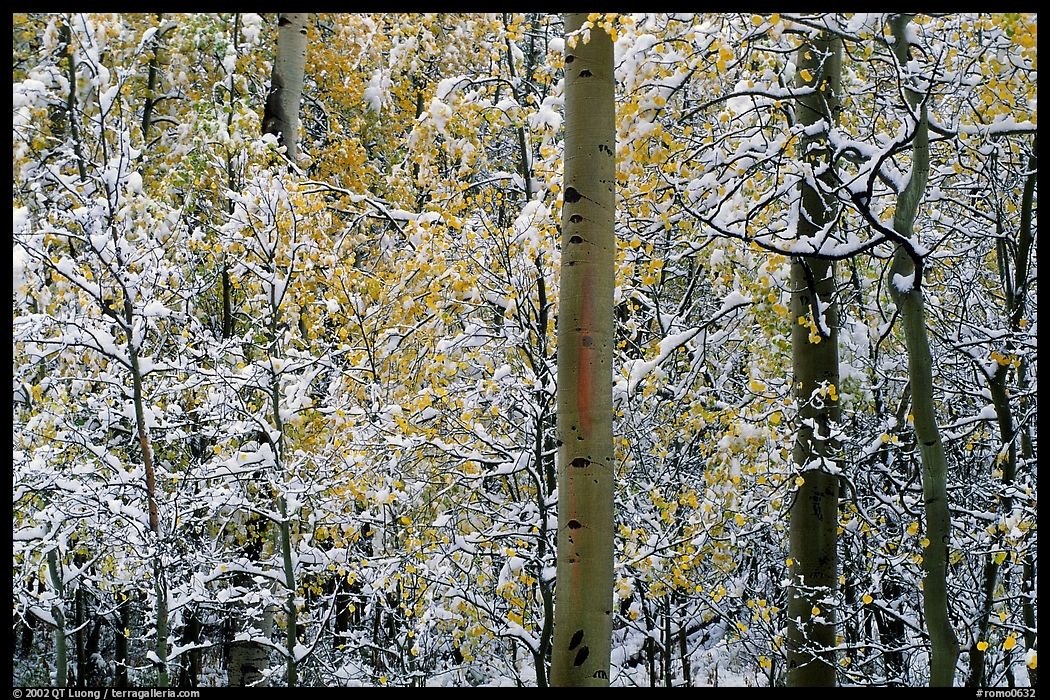 Yellow aspens with fresh snow. Rocky Mountain National Park, Colorado, USA.