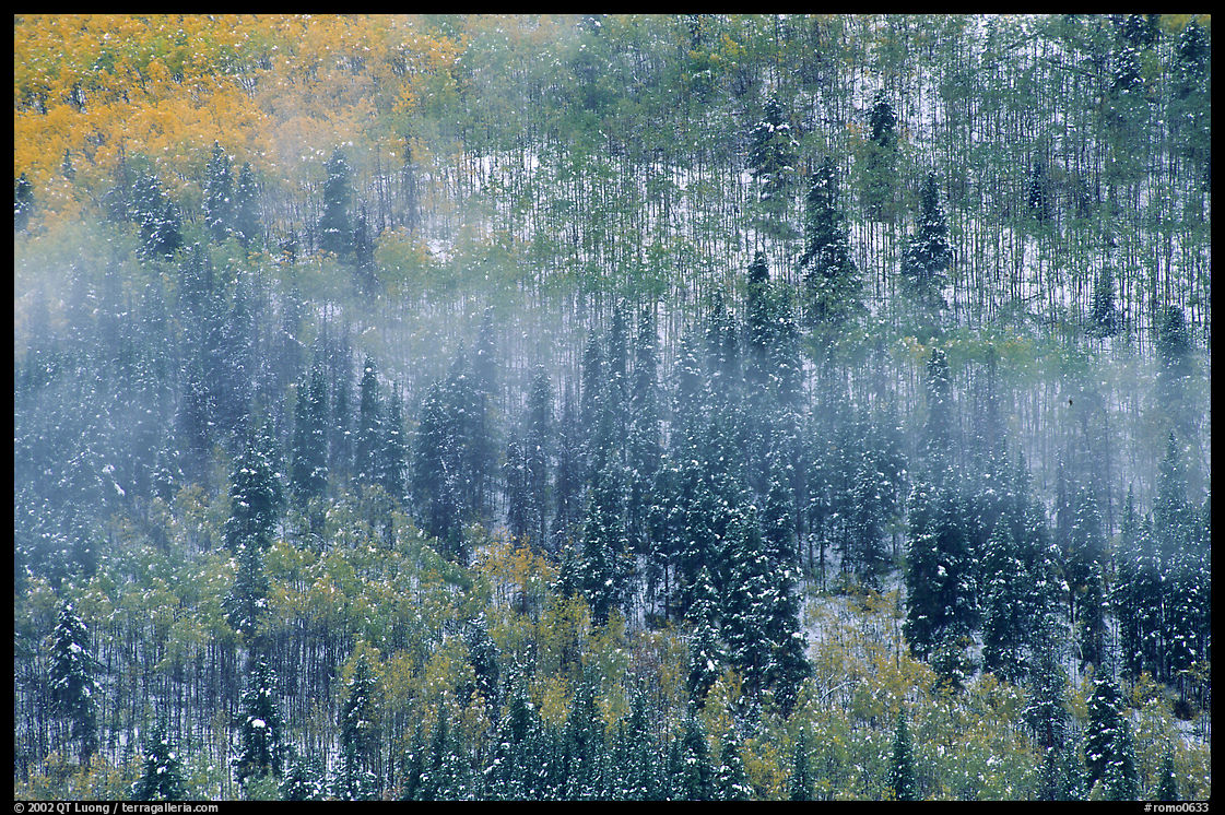 Aspens, spruce, snow, and fog. Rocky Mountain National Park, Colorado, USA.