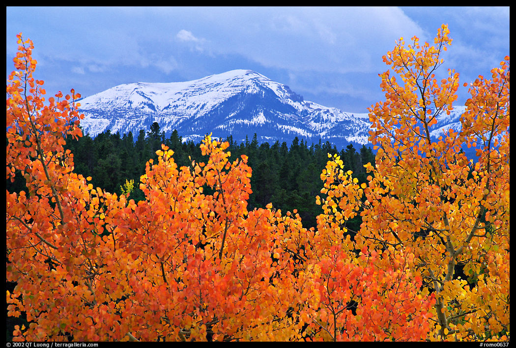 Orange aspens and blue mountains. Colorado, USA