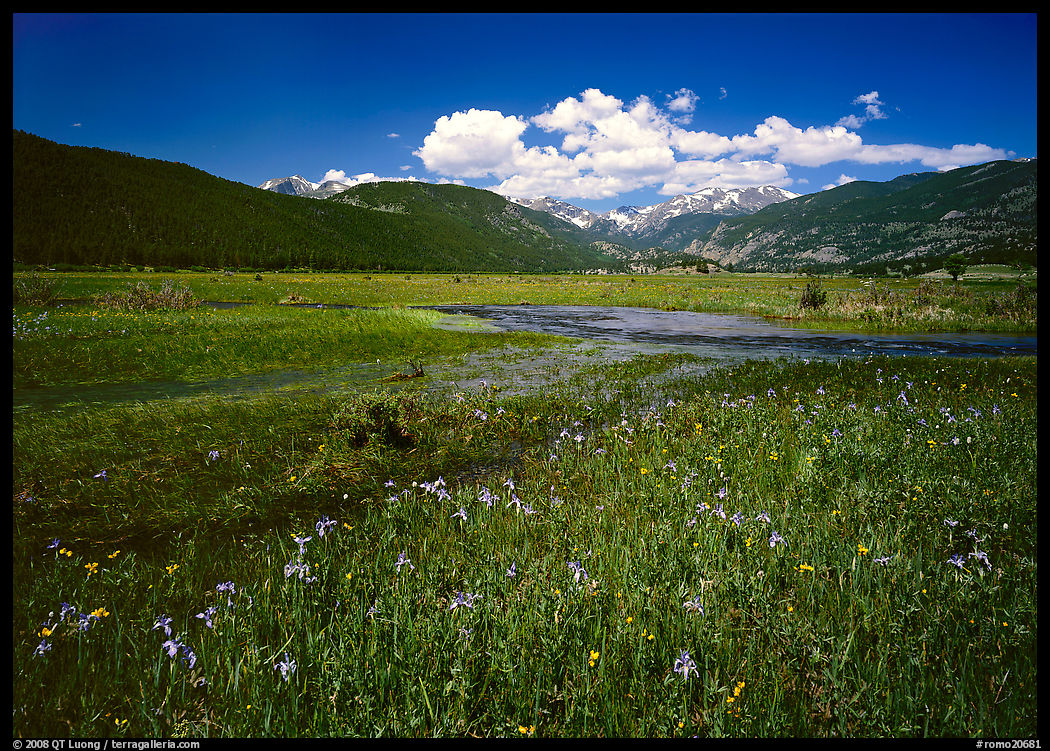 Summer flowers and stream in Many Parks area. Rocky Mountain National Park, Colorado, USA.