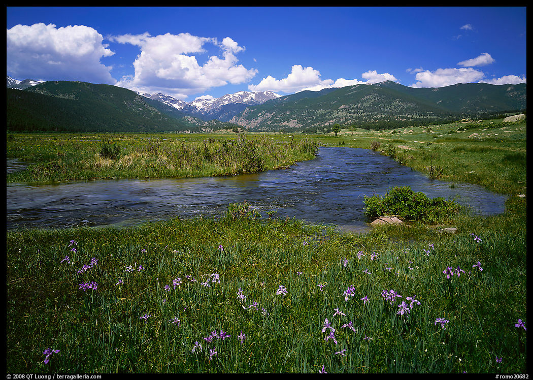 Wildflowers, meadow, and stream, Many Parks. Rocky Mountain National Park, Colorado, USA.