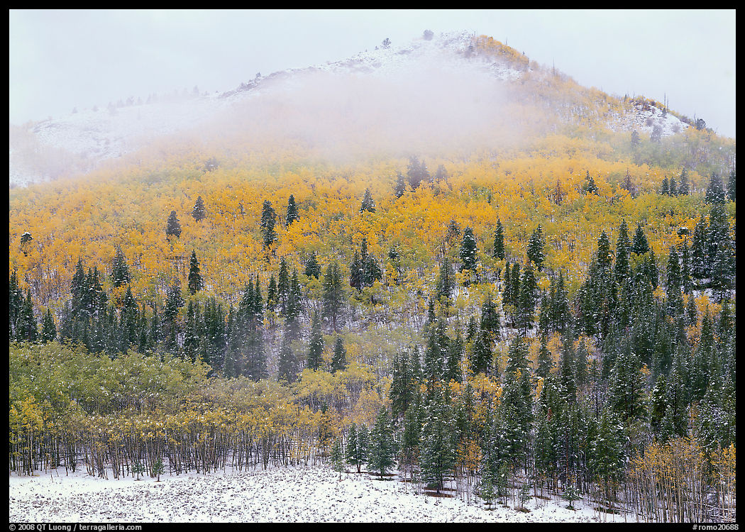 Yellow aspens and conifers in snow and fog. Rocky Mountain National Park, Colorado, USA.