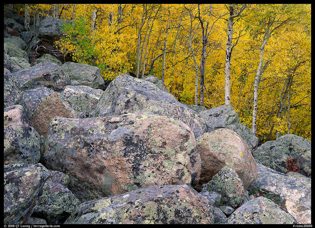 Lichen-covered boulders and yellow aspens. Rocky Mountain National Park, Colorado, USA.