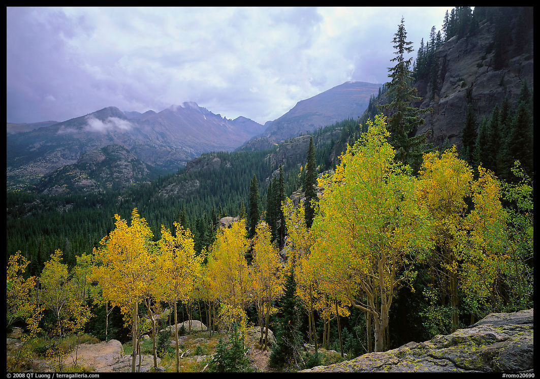 Aspens in fall foliage and Glacier basin mountains. Rocky Mountain National Park, Colorado, USA.