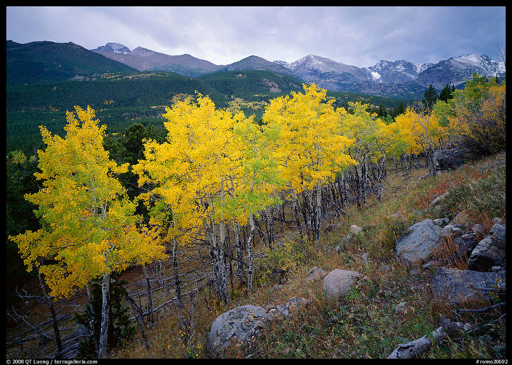 Aspens in bright yellow foliage and mountain range in Glacier basin. Rocky Mountain National Park