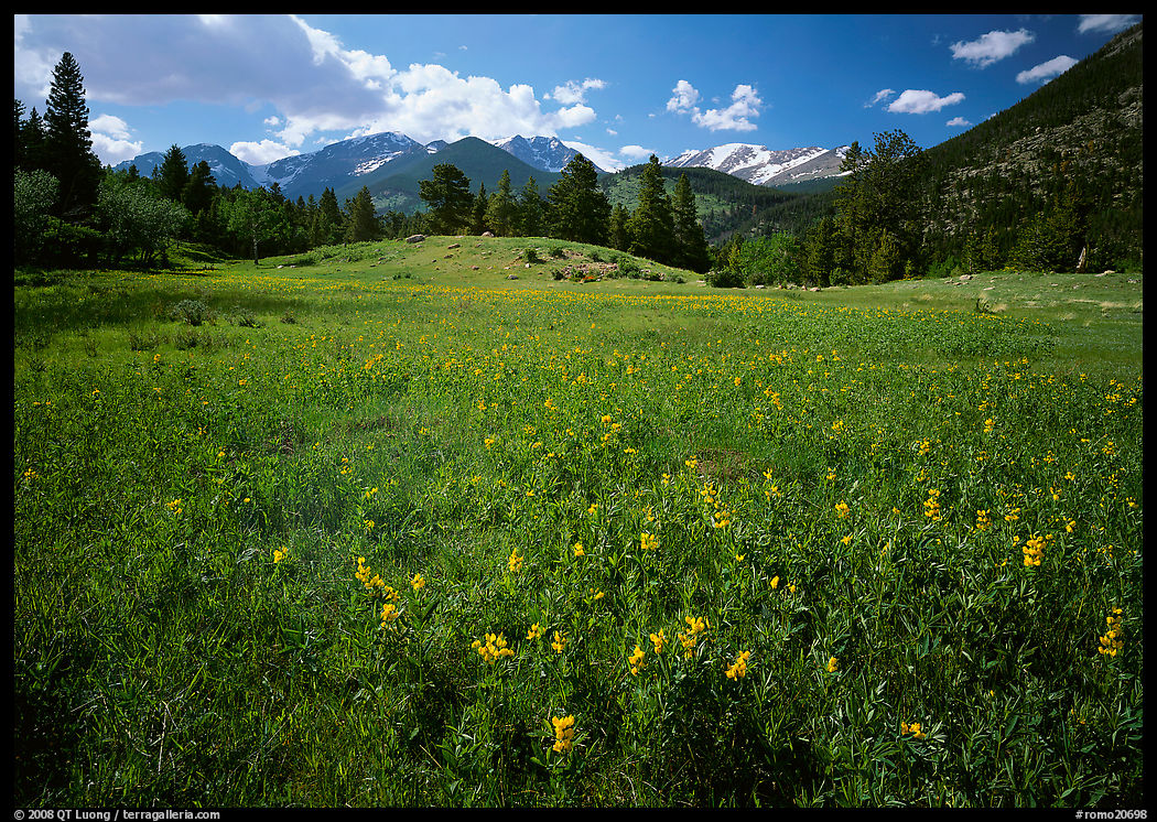Wildflower carpet in meadow and mountain range. Rocky Mountain National Park, Colorado, USA.