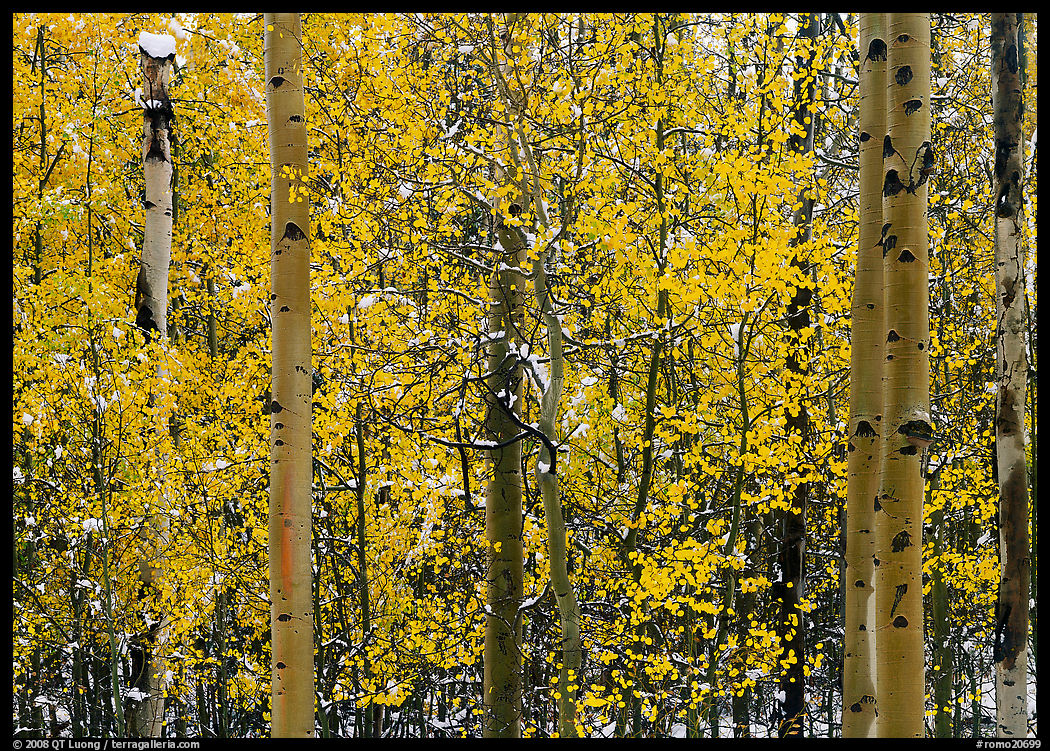 Aspens in autumn color with early  snowfall. Rocky Mountain National Park, Colorado, USA.