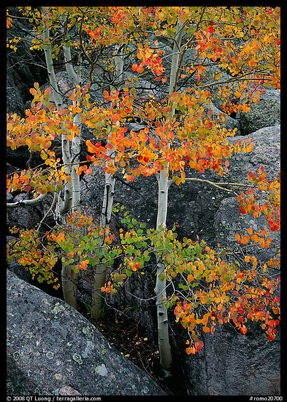 Aspens with multicolored leaves growing in boulder field. Rocky Mountain National Park