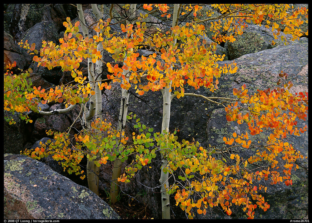Colorful Aspen and boulders. Rocky Mountain National Park
