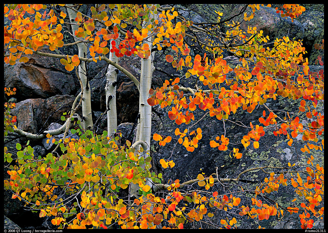 Colorful Aspen and boulders. Rocky Mountain National Park