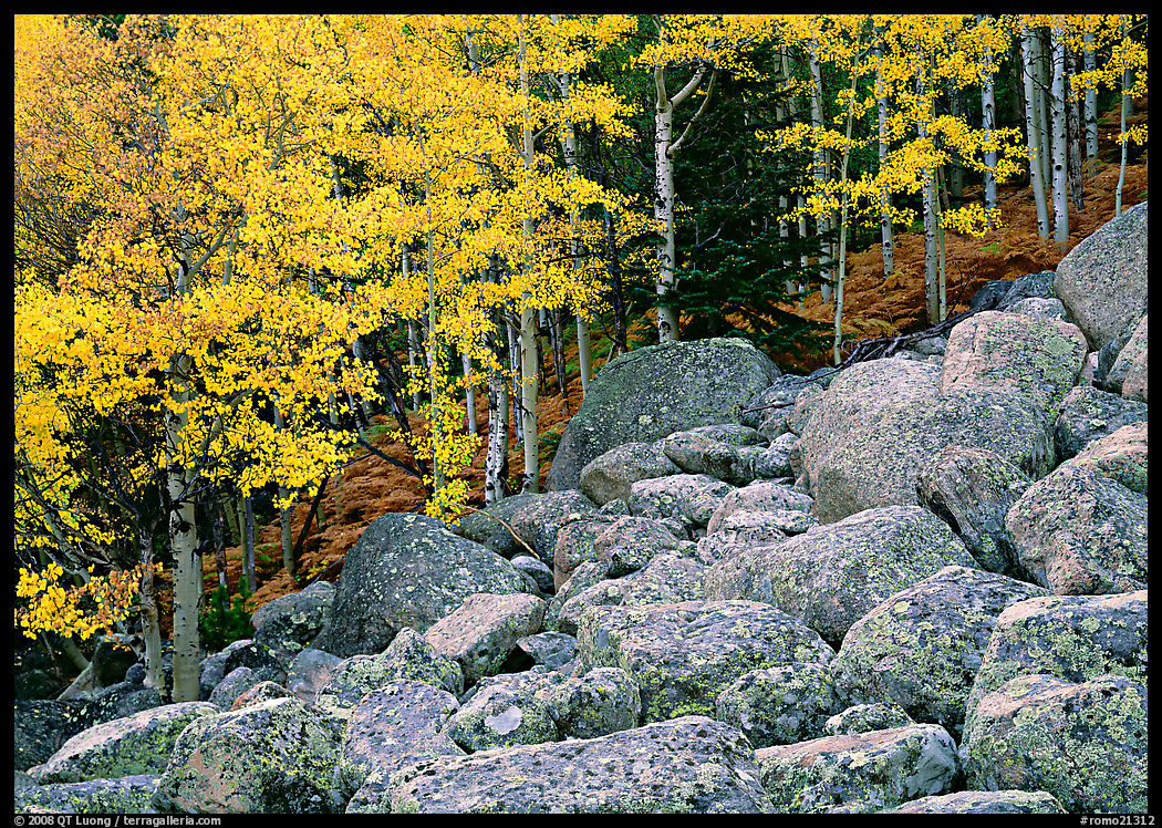 Boulders and yellow aspens. Rocky Mountain National Park