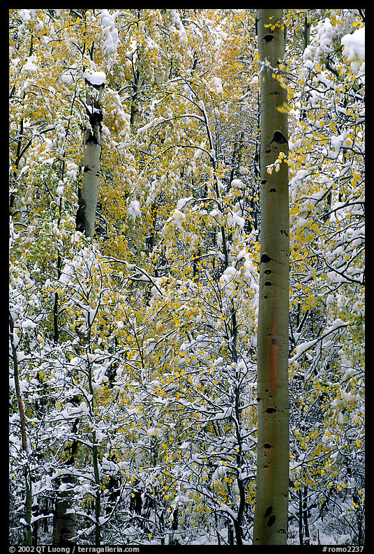 Aspens in fall foliage and snow. Rocky Mountain National Park, Colorado, USA.