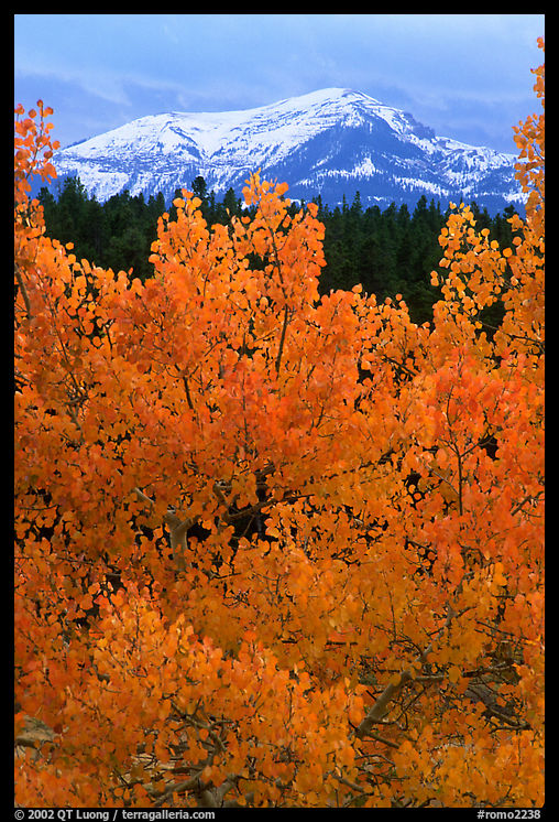 Orange aspens and blue mountains. Colorado, USA