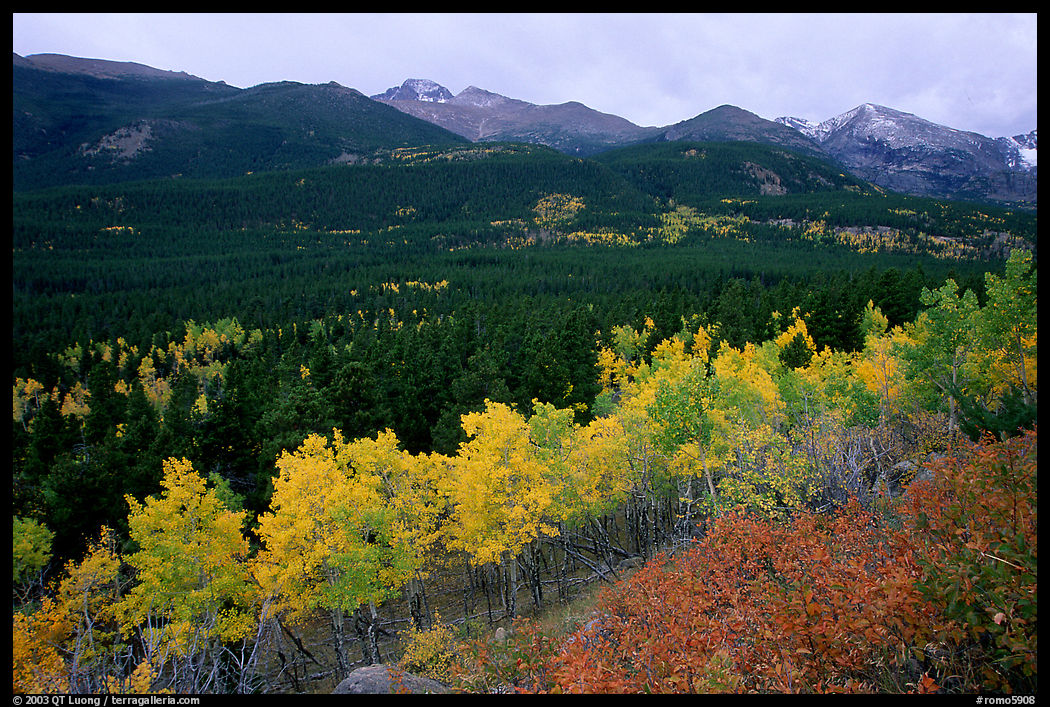 Scrub and yellow aspens in Glacier basin, fall. Rocky Mountain National Park