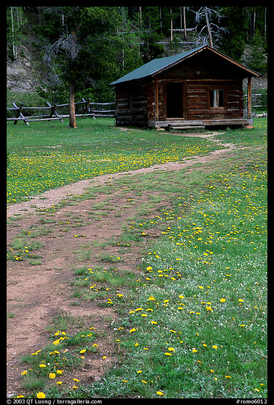 Meadow with flowers and historic cabin, Never Summer Ranch. Rocky Mountain National Park, Colorado, USA.