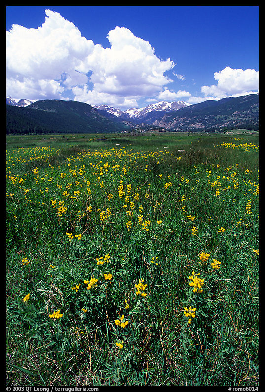 Meadow with wildflower carpet near Horseshoe Park. Rocky Mountain National Park, Colorado, USA.