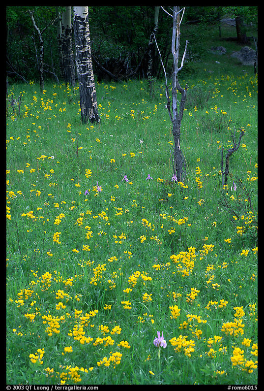 Wildflowers and trees in forest. Rocky Mountain National Park