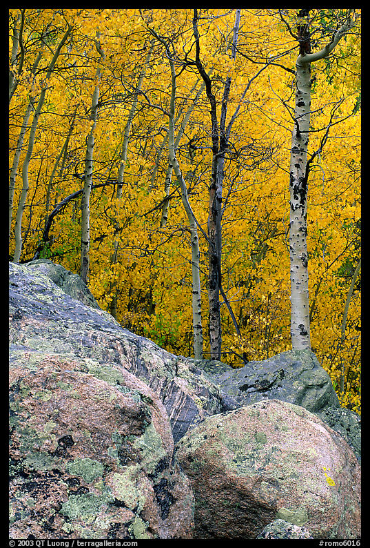Boulder field and yellow aspens. Rocky Mountain National Park