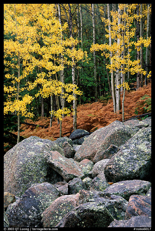 Boulders and forest with yellow aspens. Rocky Mountain National Park