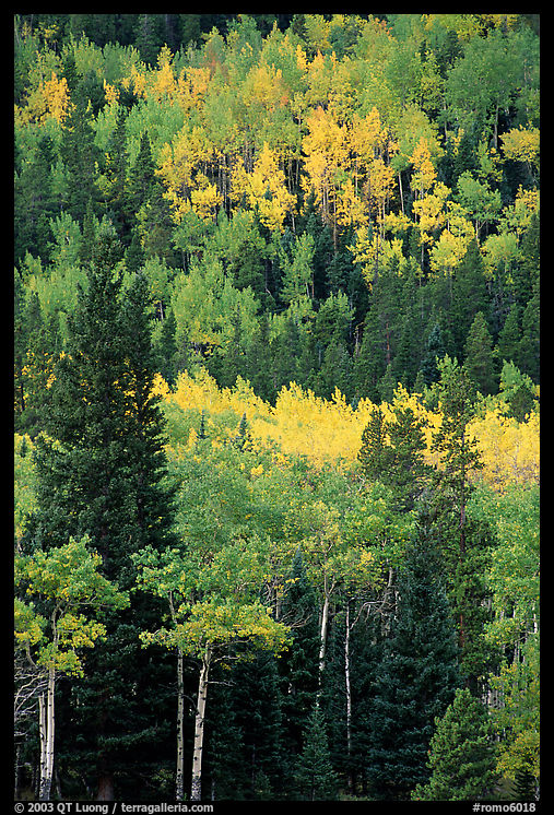 Aspens in various shades of fall colors. Rocky Mountain National Park, Colorado, USA.