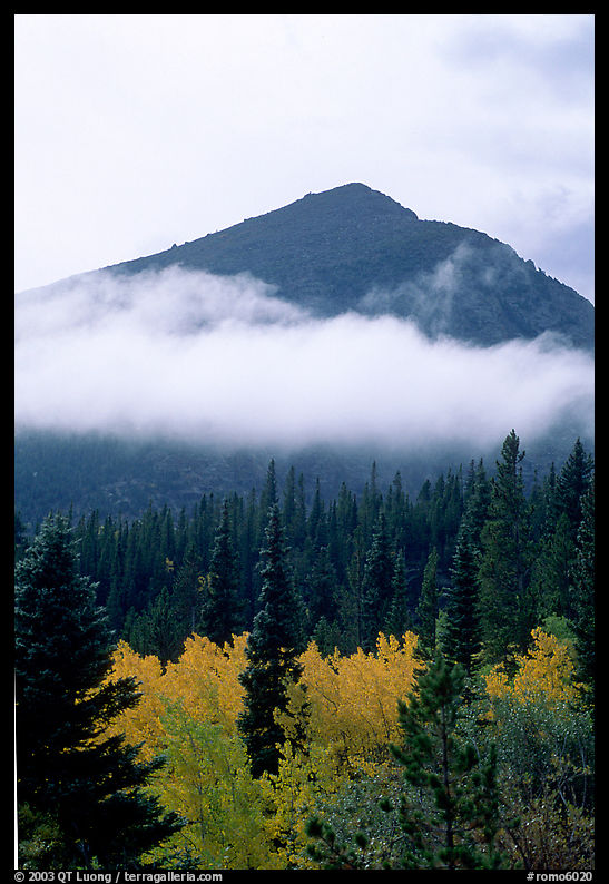 Trees, Fog, and Peak, Glacier Basin. Rocky Mountain National Park