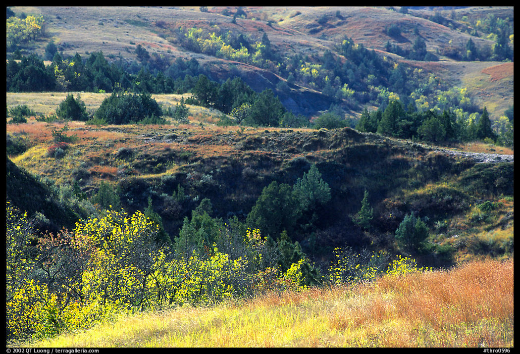 Grasses, badlands and trees in North unit, autumn. Theodore Roosevelt  National Park, North Dakota, USA.