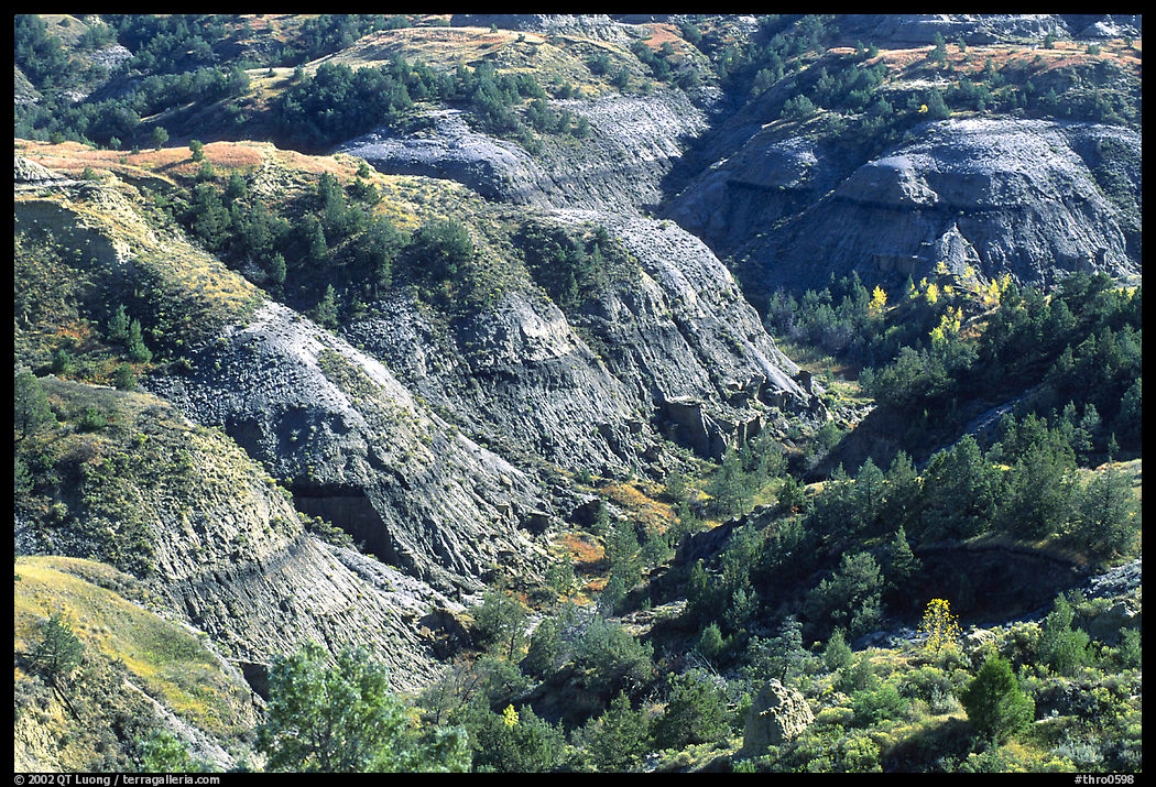Erosion formation and trees in North unit. Theodore Roosevelt  National Park, North Dakota, USA.