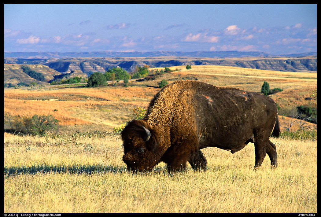 Bison grazing in  prairie. Theodore Roosevelt  National Park, North Dakota, USA.