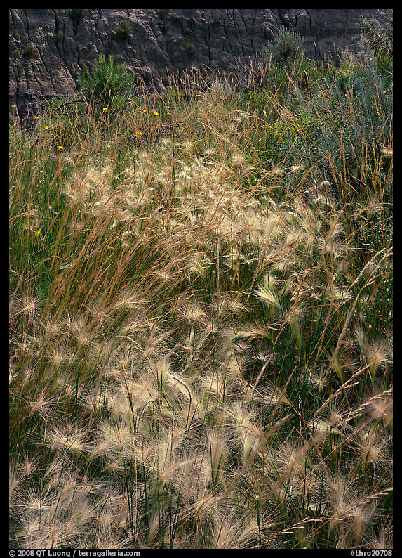 Barley grasses with badlands in background, North Unit. Theodore Roosevelt  National Park, North Dakota, USA.