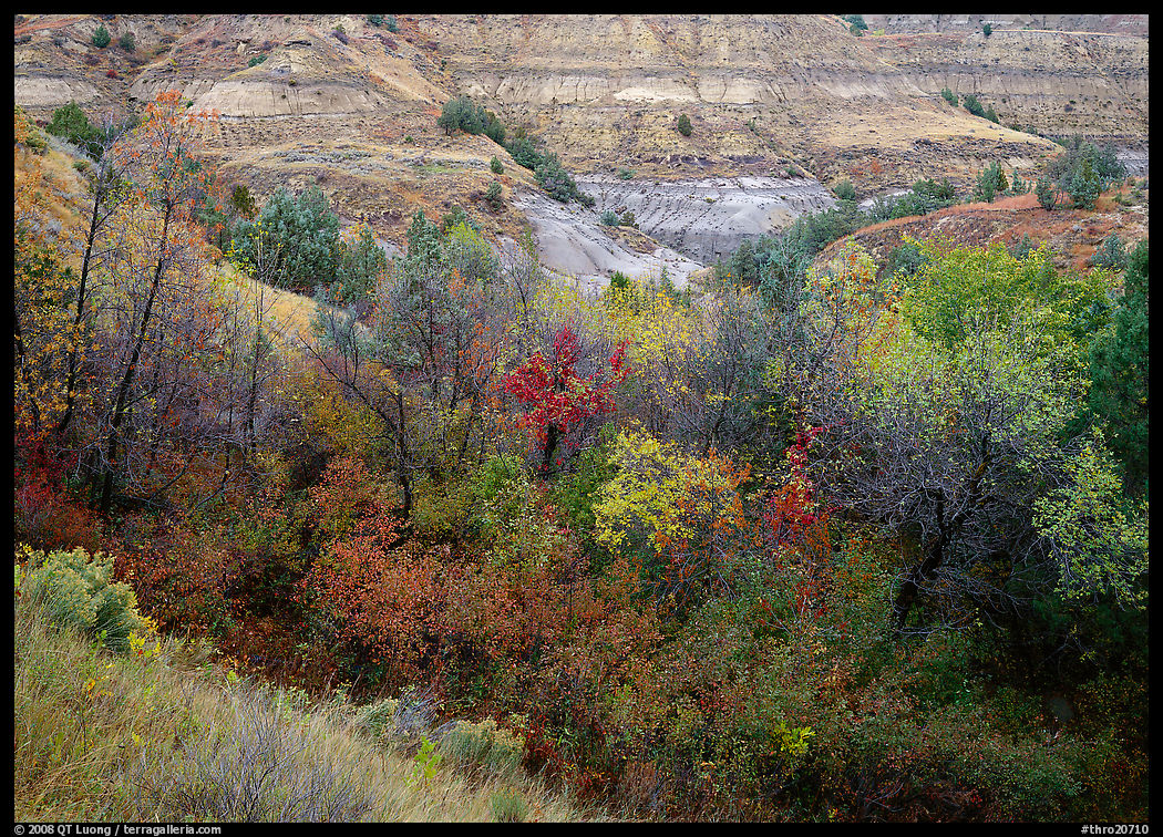 Fall foliage and badlands, North Unit. Theodore Roosevelt  National Park, North Dakota, USA.