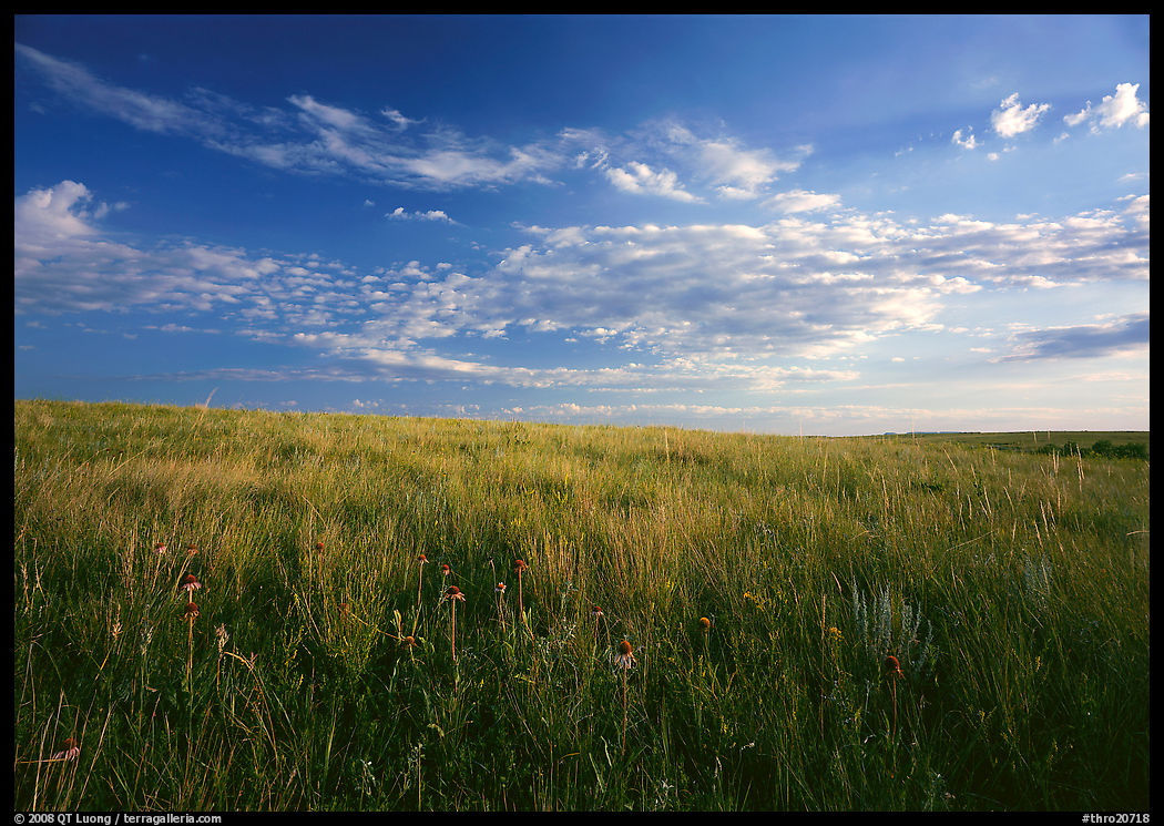 Tall grass prairie and wildflowers, South Unit, late afternoon. Theodore Roosevelt  National Park