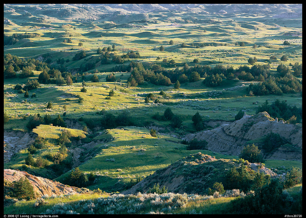 Prairie, trees, and badlands, Boicourt overlook, South Unit. Theodore Roosevelt  National Park, North Dakota, USA.