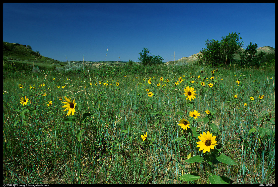 Sunflowers in prairie. Theodore Roosevelt  National Park, North Dakota, USA.