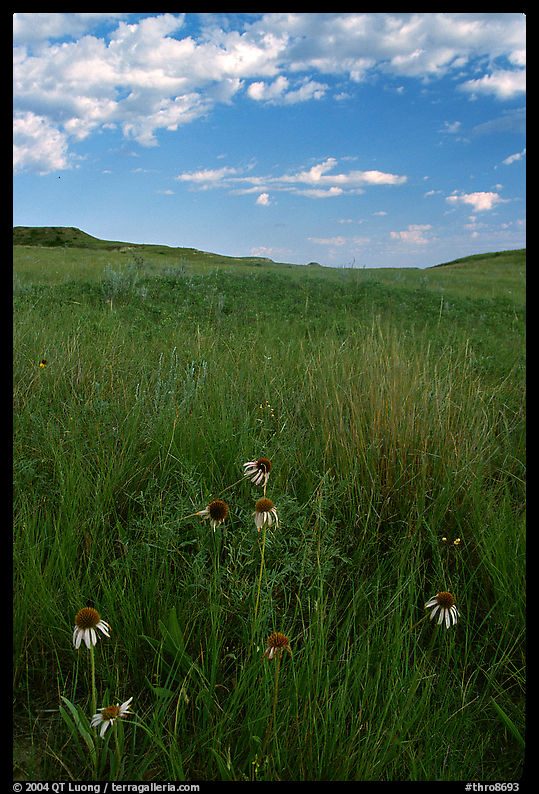 Tall grass prairie and wildflowers, South Unit, late afternoon. Theodore Roosevelt  National Park, North Dakota, USA.