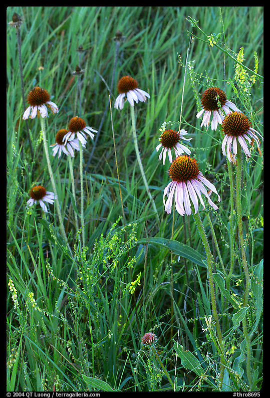 Prairie flowers and grasses. Theodore Roosevelt  National Park, North Dakota, USA.