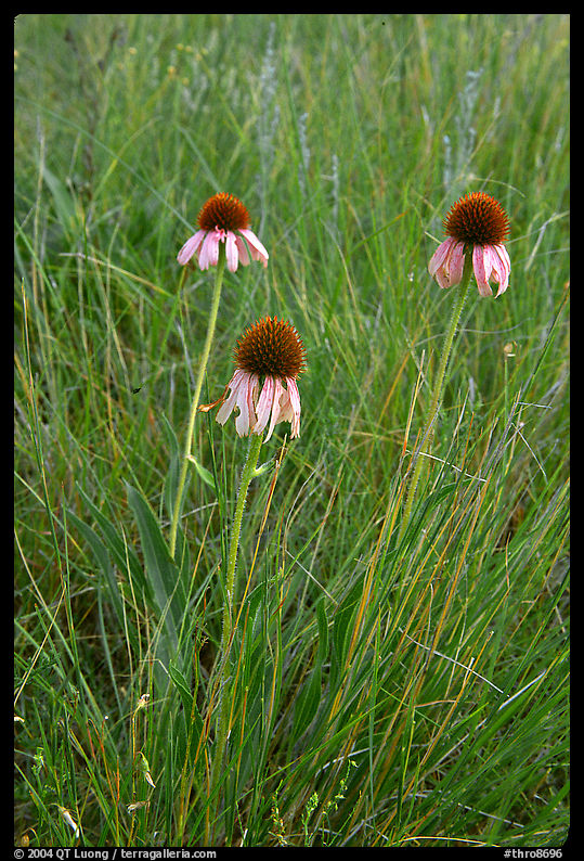 Prairie flowers. Theodore Roosevelt  National Park, North Dakota, USA.