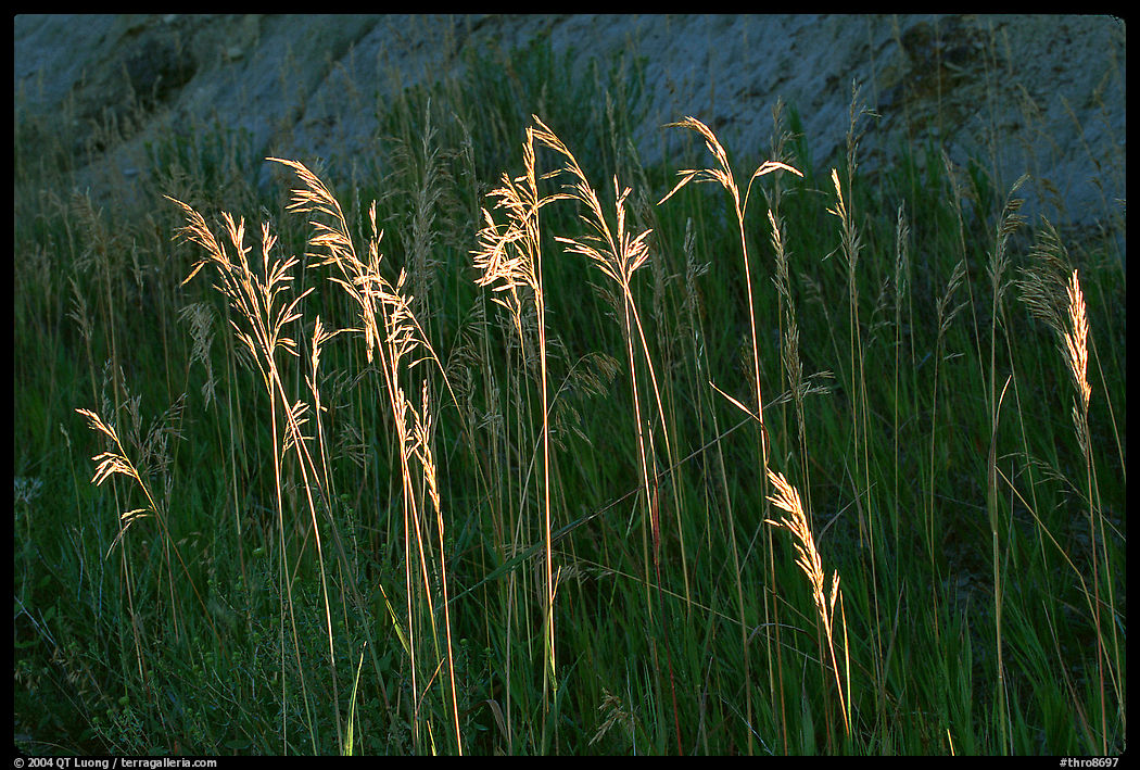 Backlit tall grasses. Theodore Roosevelt  National Park, North Dakota, USA.