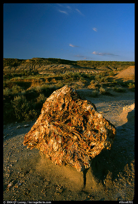 Colorful Petrified stump. Theodore Roosevelt  National Park, North Dakota, USA.